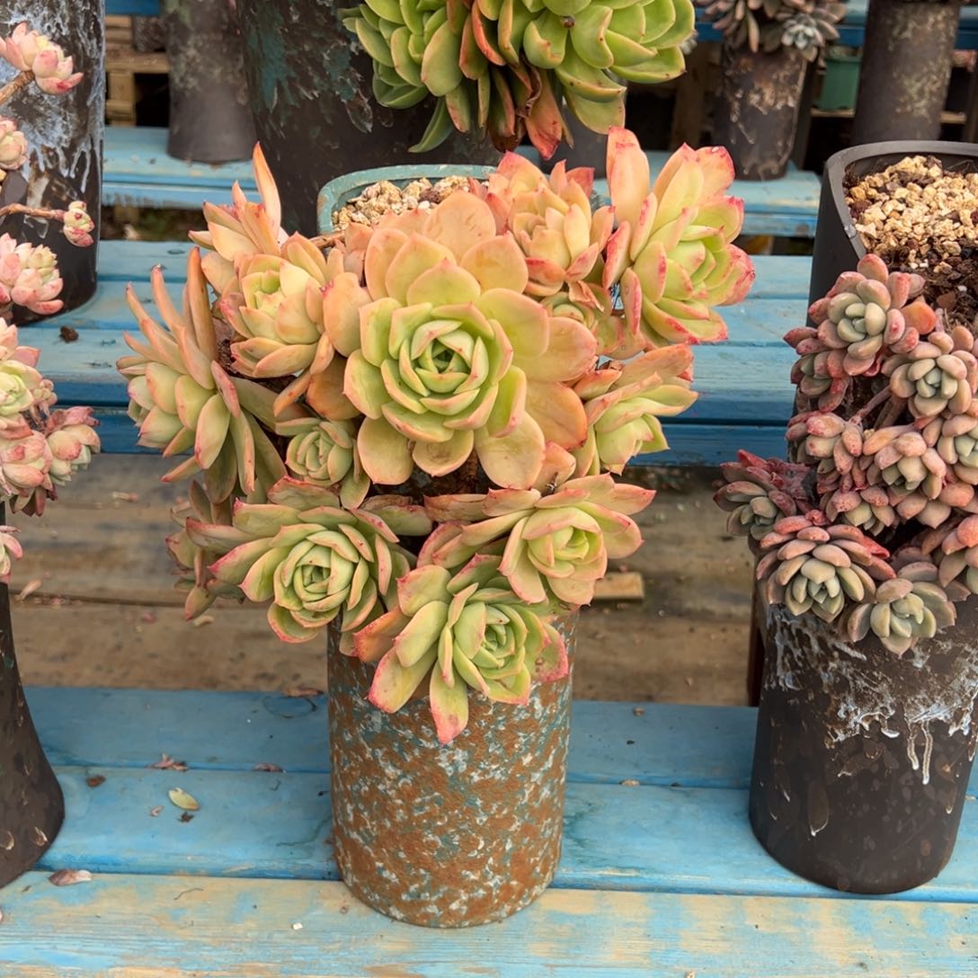 精品贝拉悬崖 裸根