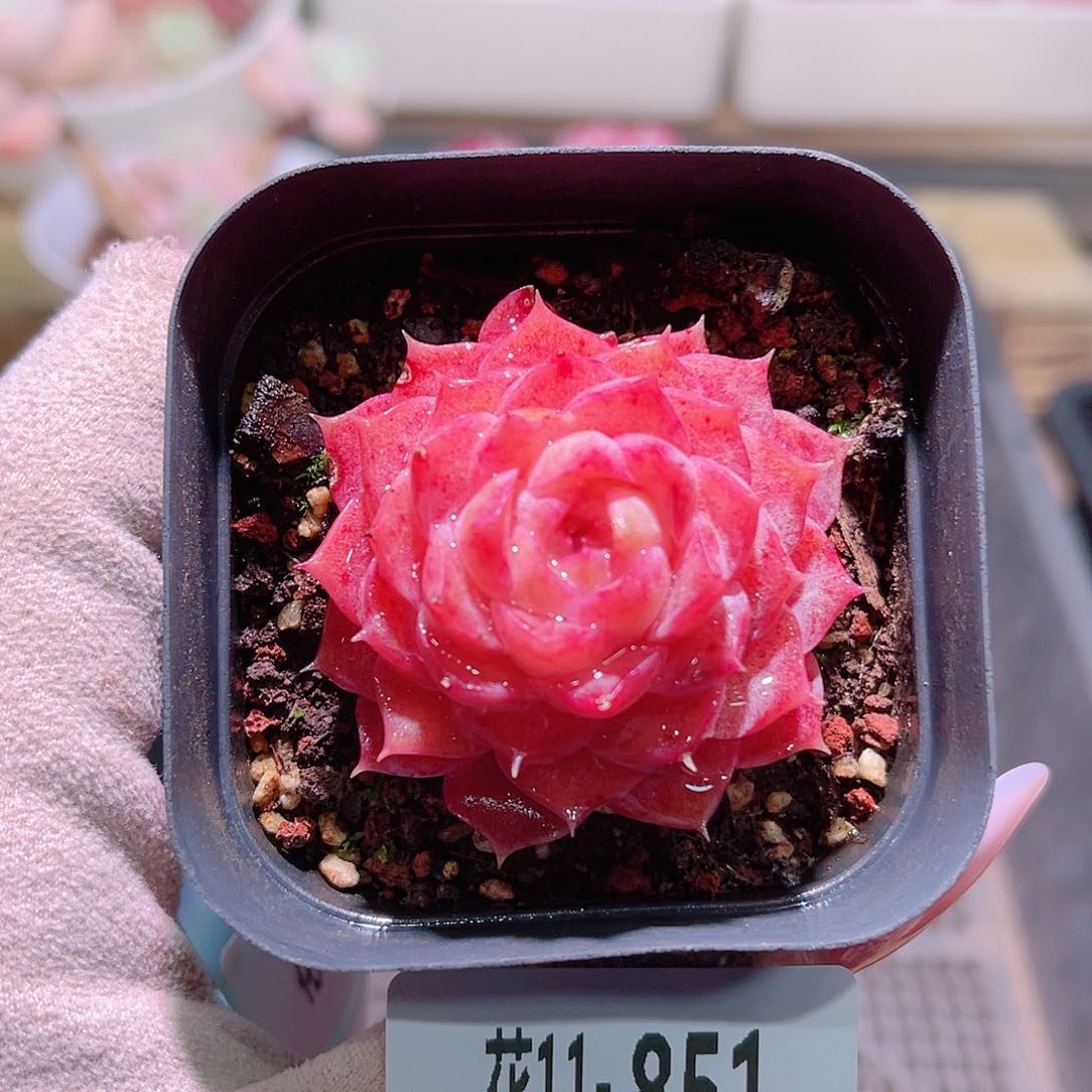 花利美11-851新品