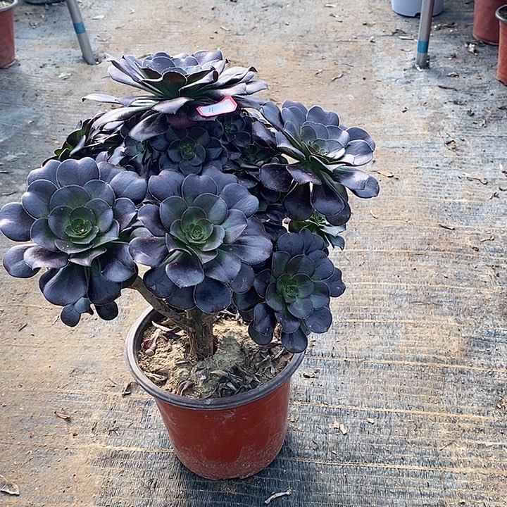 4，黑圆叶1345788999000