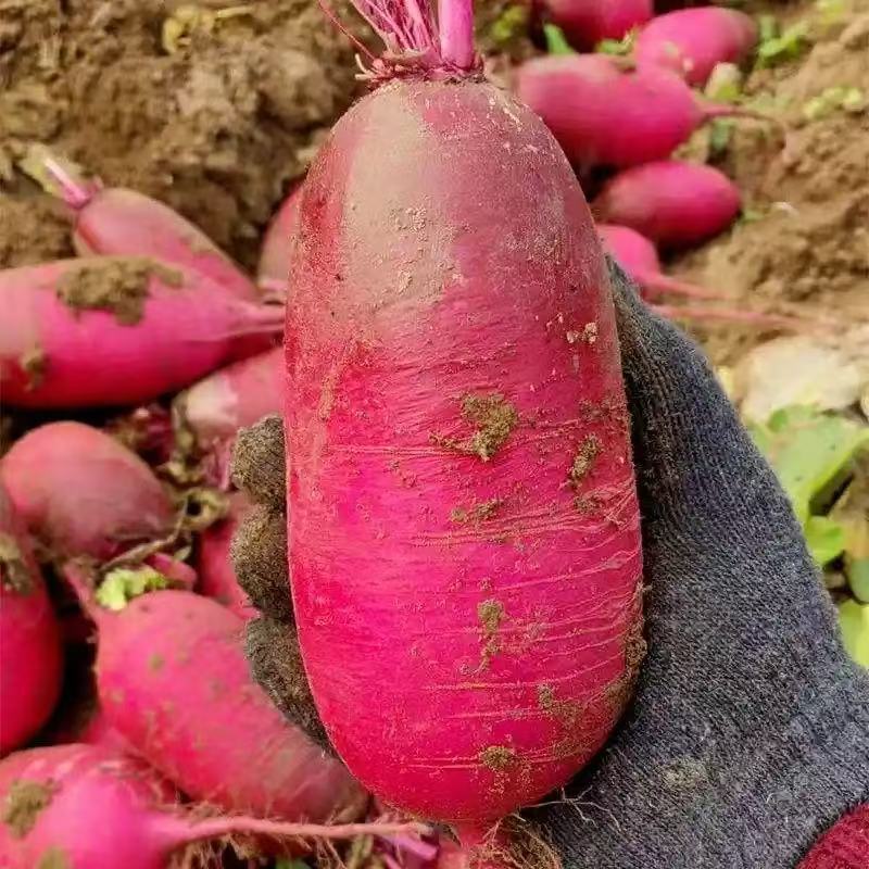 产地直发紫美人萝卜红皮红心酒店雕刻萝卜泡菜新鲜现挖时令生鲜