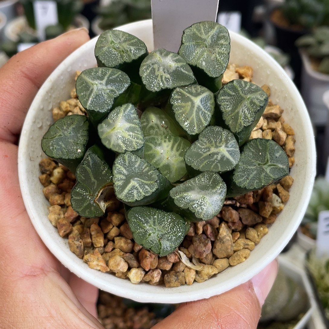 维***夏直播间12号火烧云万象