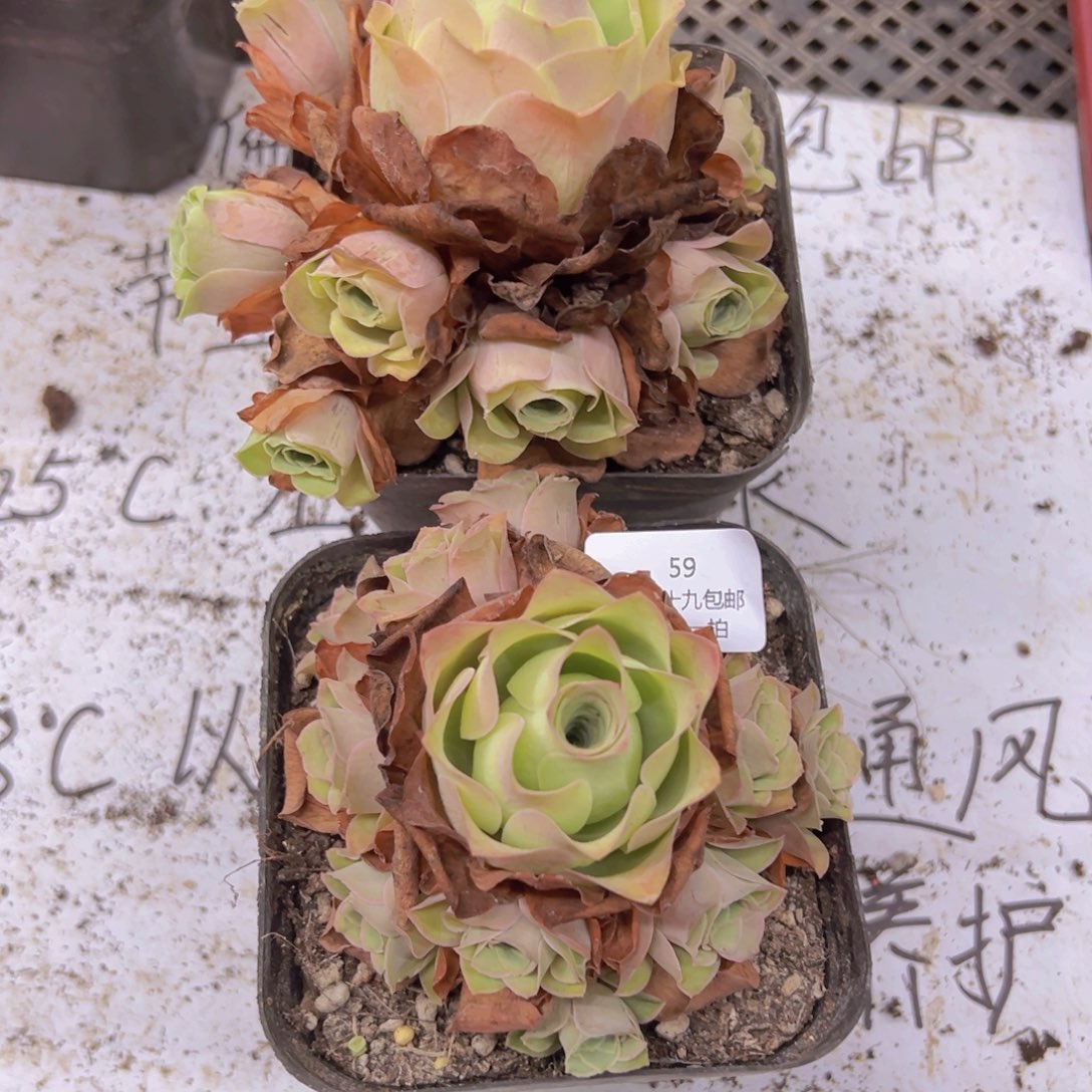 59 侧牙掉了不包损无售后