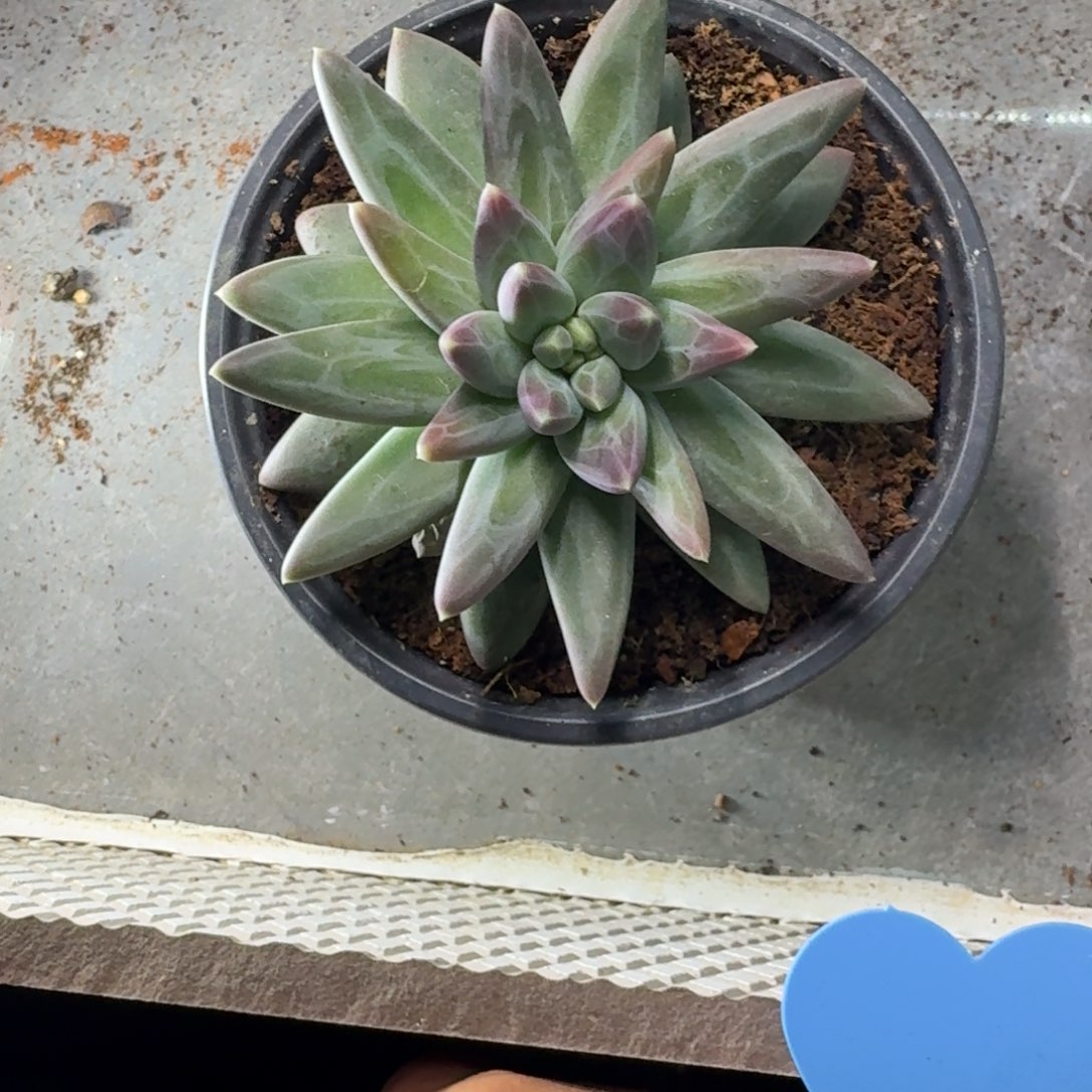 3***儿美人杂交 一物一拍