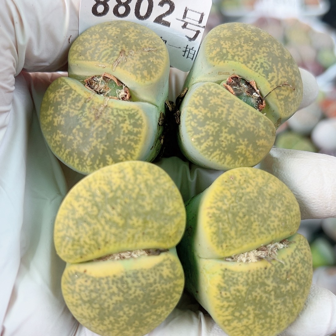 8802 好养易活生石花大母本两颗大双头