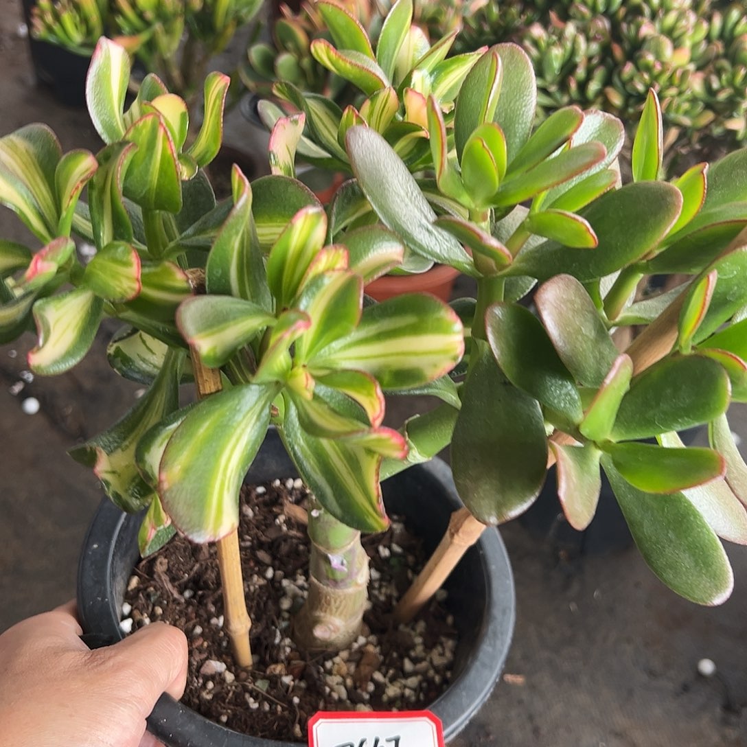 福***的稀有卷叶中斑变异带盆7667