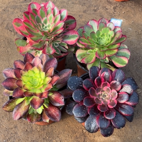 163多肉植物组合