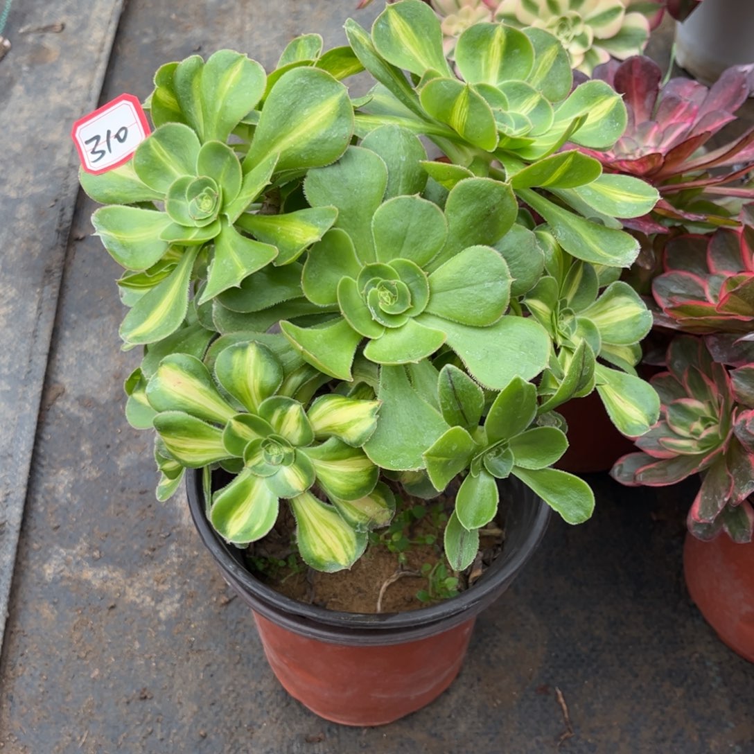 310多肉植物暴君群生砍过