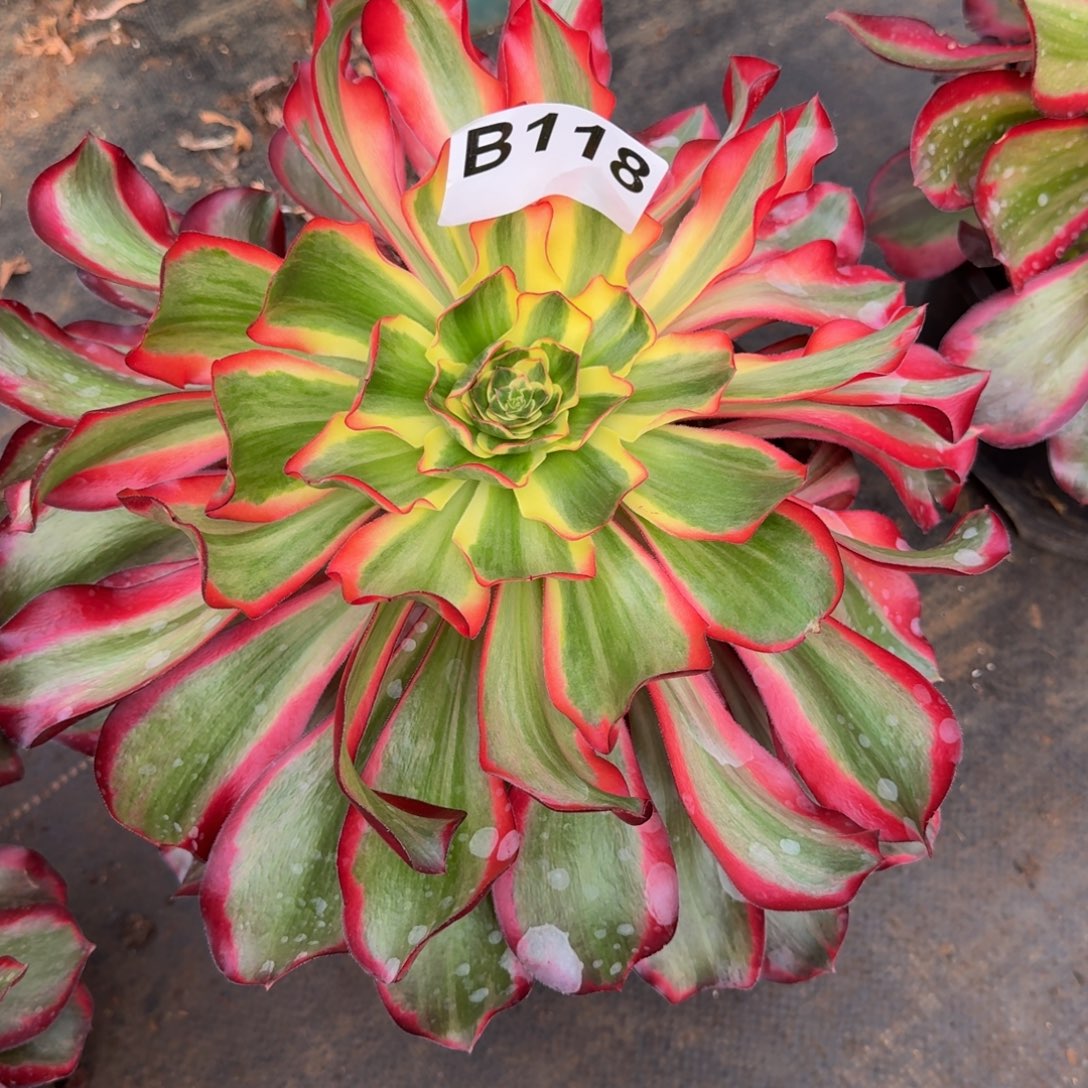 ****药118多肉植物红魔女法师