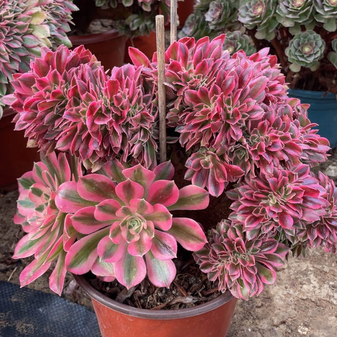 738粉女巫缀精品法师多肉