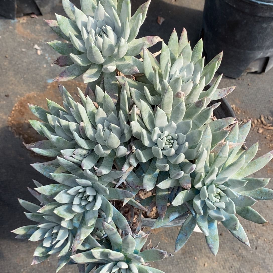 85号苹果叶瑕疵瑕疵