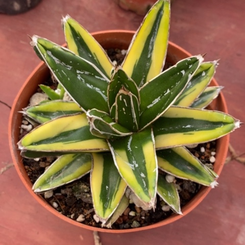 辉山锦单9仙人球