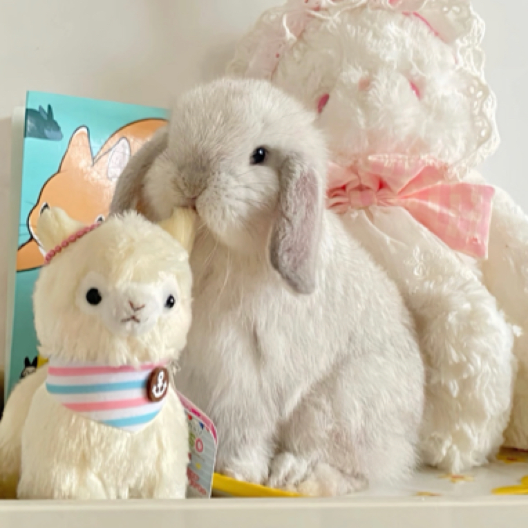 可可家高端宠物双血统单血统垂耳