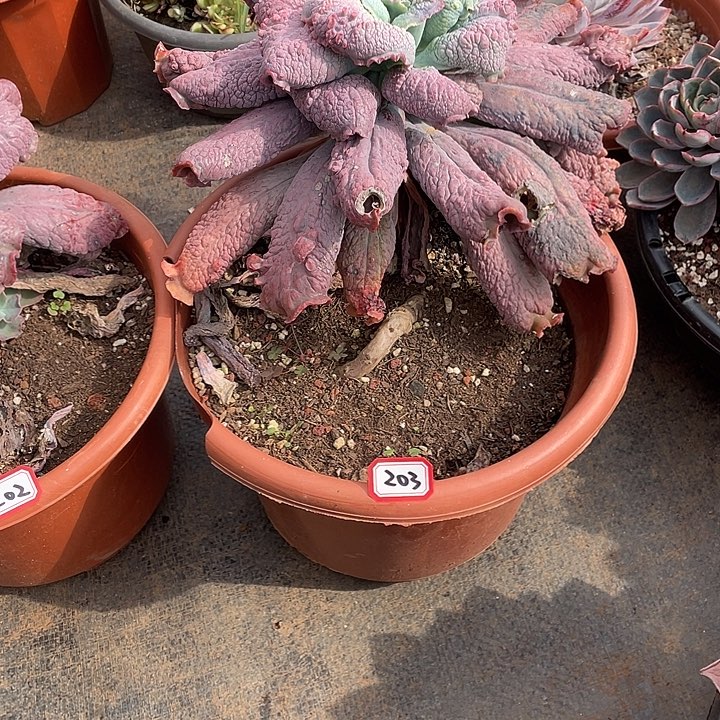 203蓝爵 一物一拍多肉