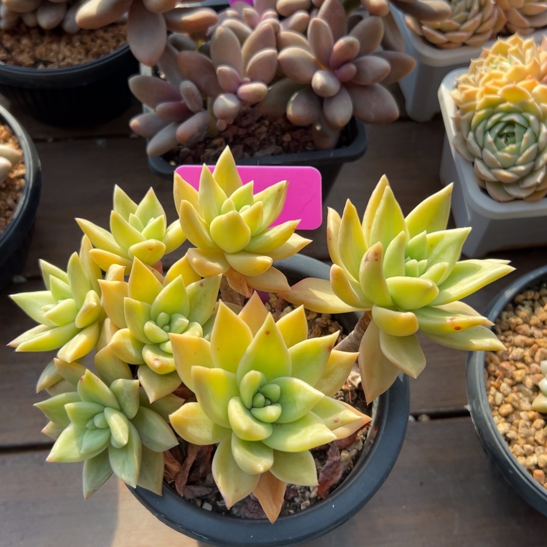 黄金表丽娜111111111111