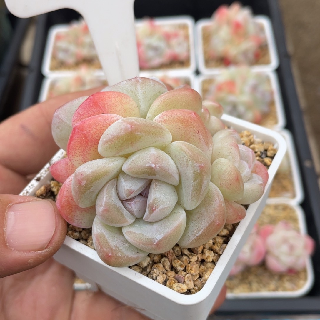 0058冰玉不带盆7厘米