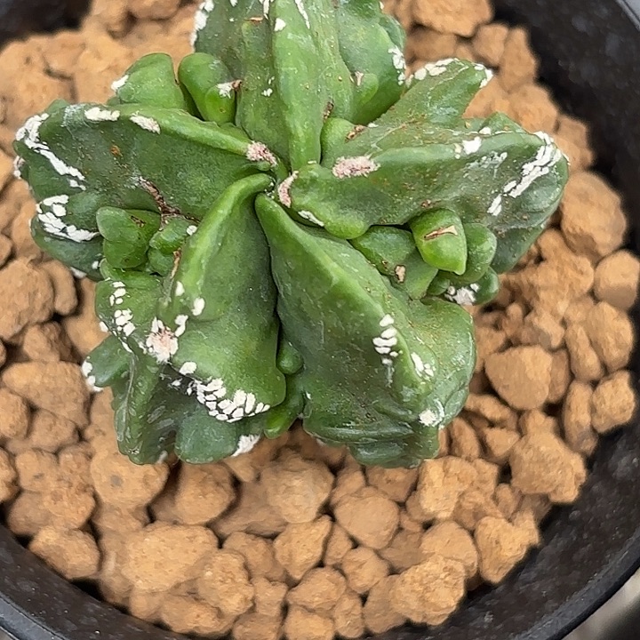 24实生核桃鸾凤玉琉璃