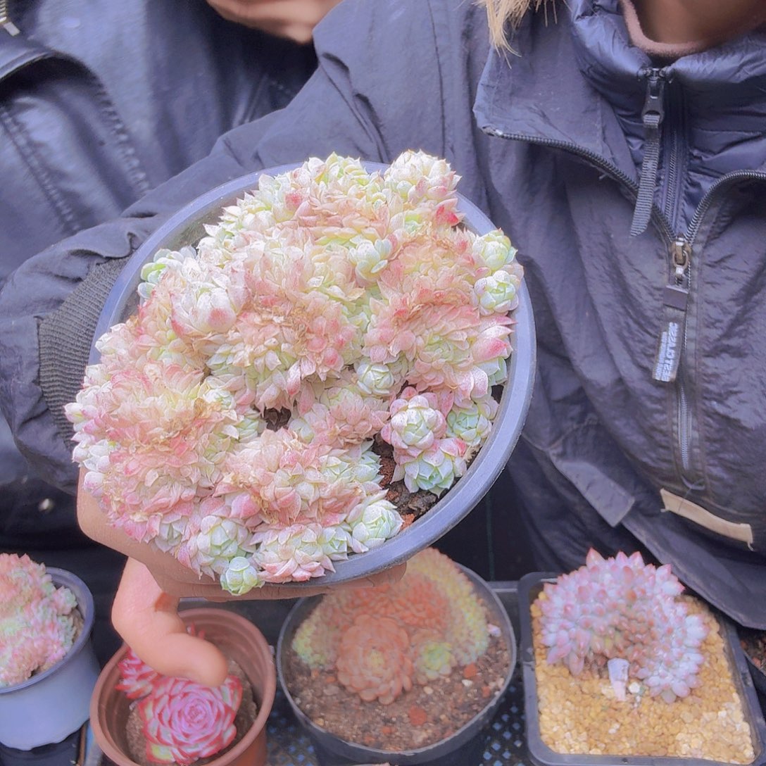 小***儿羊脂球缀化一物一拍