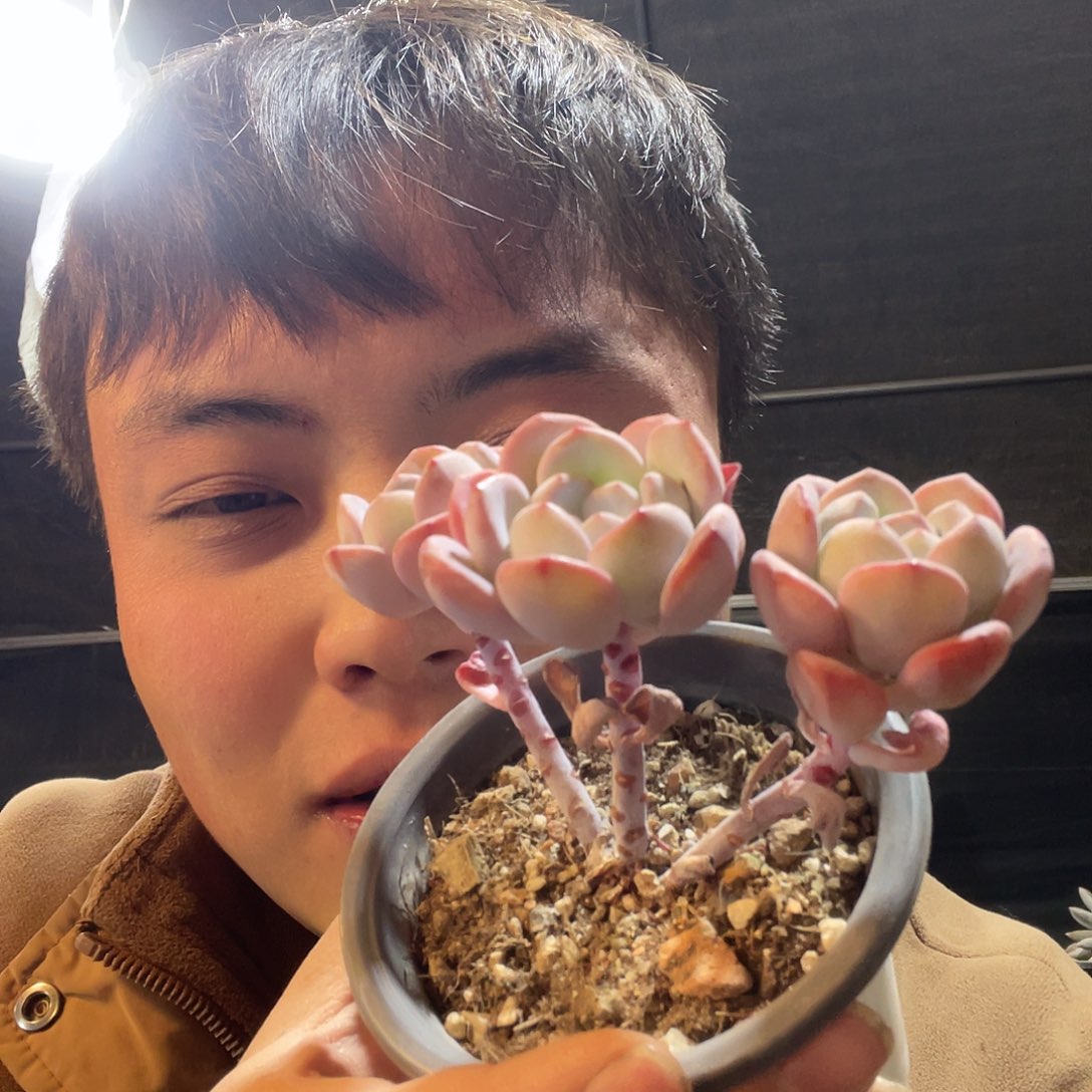 慢慢雪满20包邮脱土发货