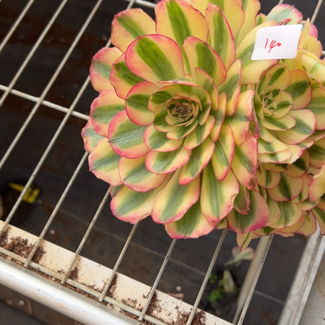 朵***马140倾城变异无根多肉多肉多肉