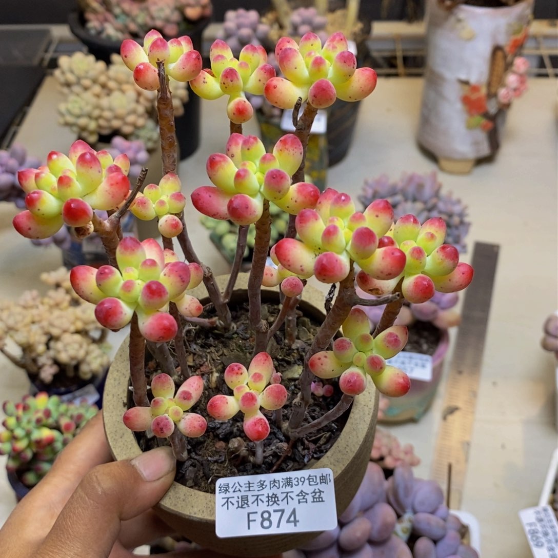 874乙女心多肉散