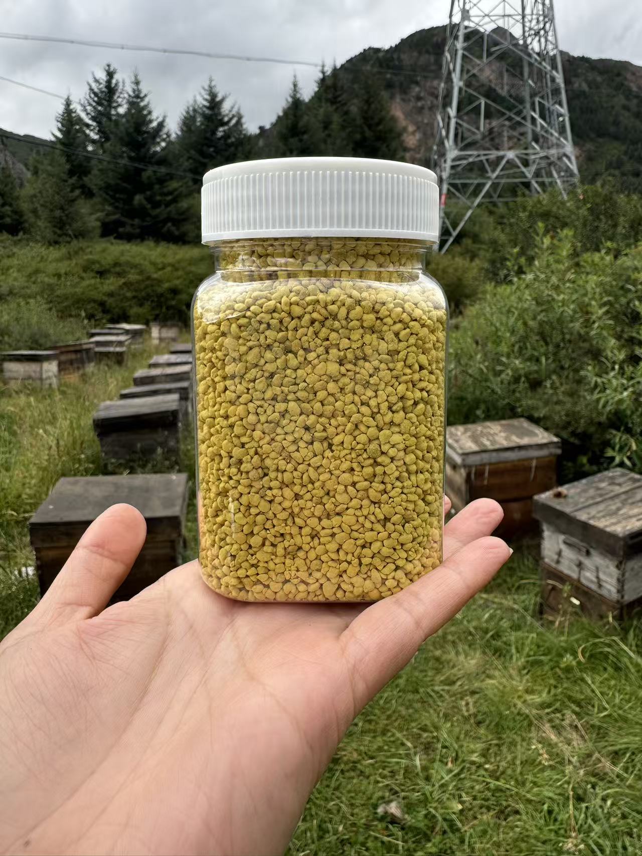 油菜粉 油菜花的粉