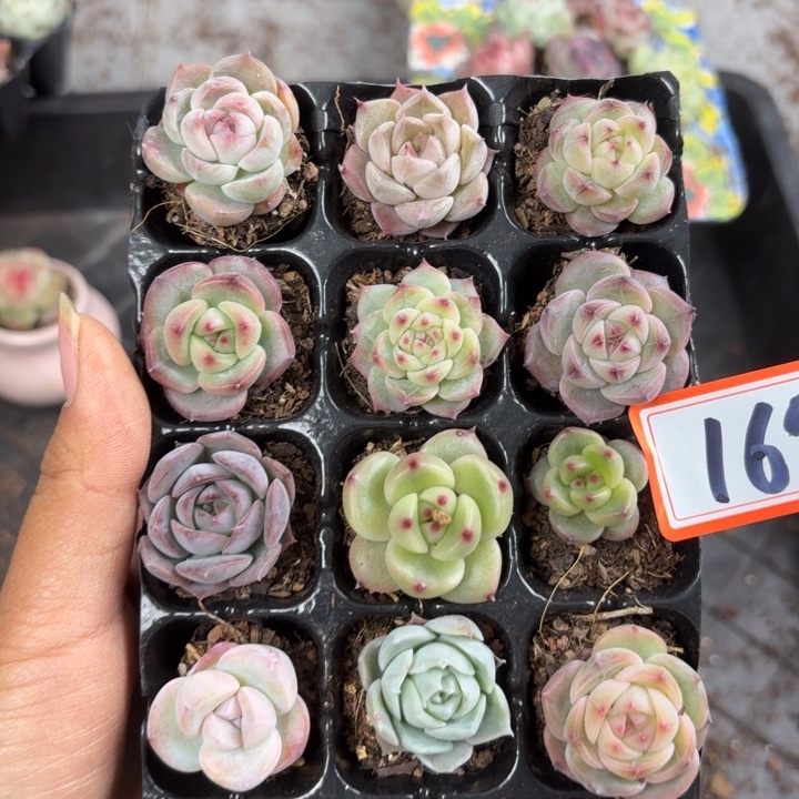 精品169。            