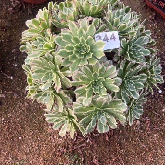 344碧浪多肉植物花比