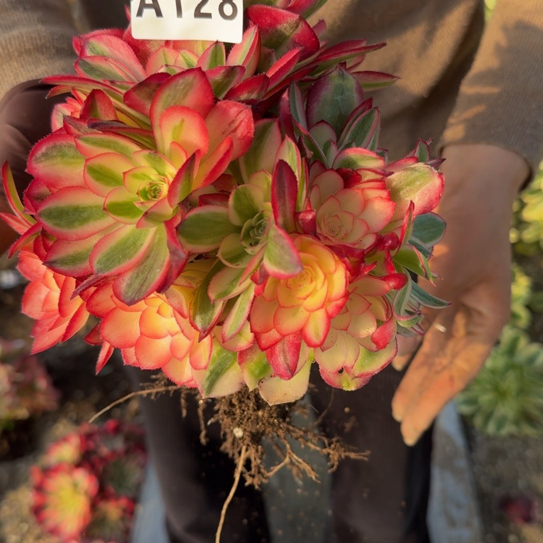 128荔枝。多肉植物