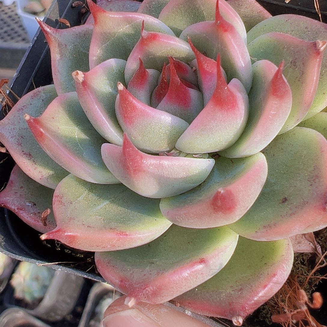 托斯卡19包邮多肉植物