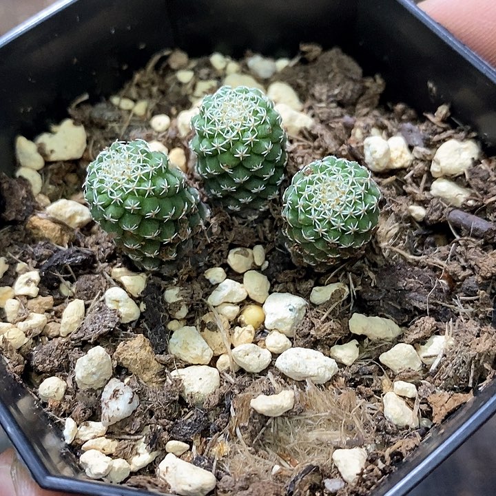 孤品实生三头螺旋尤菊水仙人球新年福利