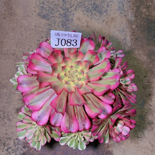 083维纳斯多肉植物