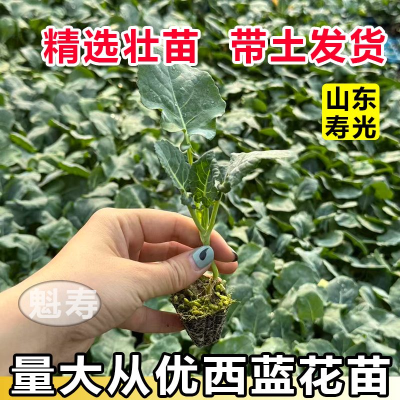 山东寿光西兰花苗秧苗秋冬西蓝花苗青花菜苗四季大面积种植带土发