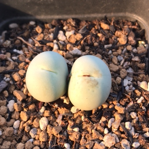 多肉肉锥 双头鸽子蛋