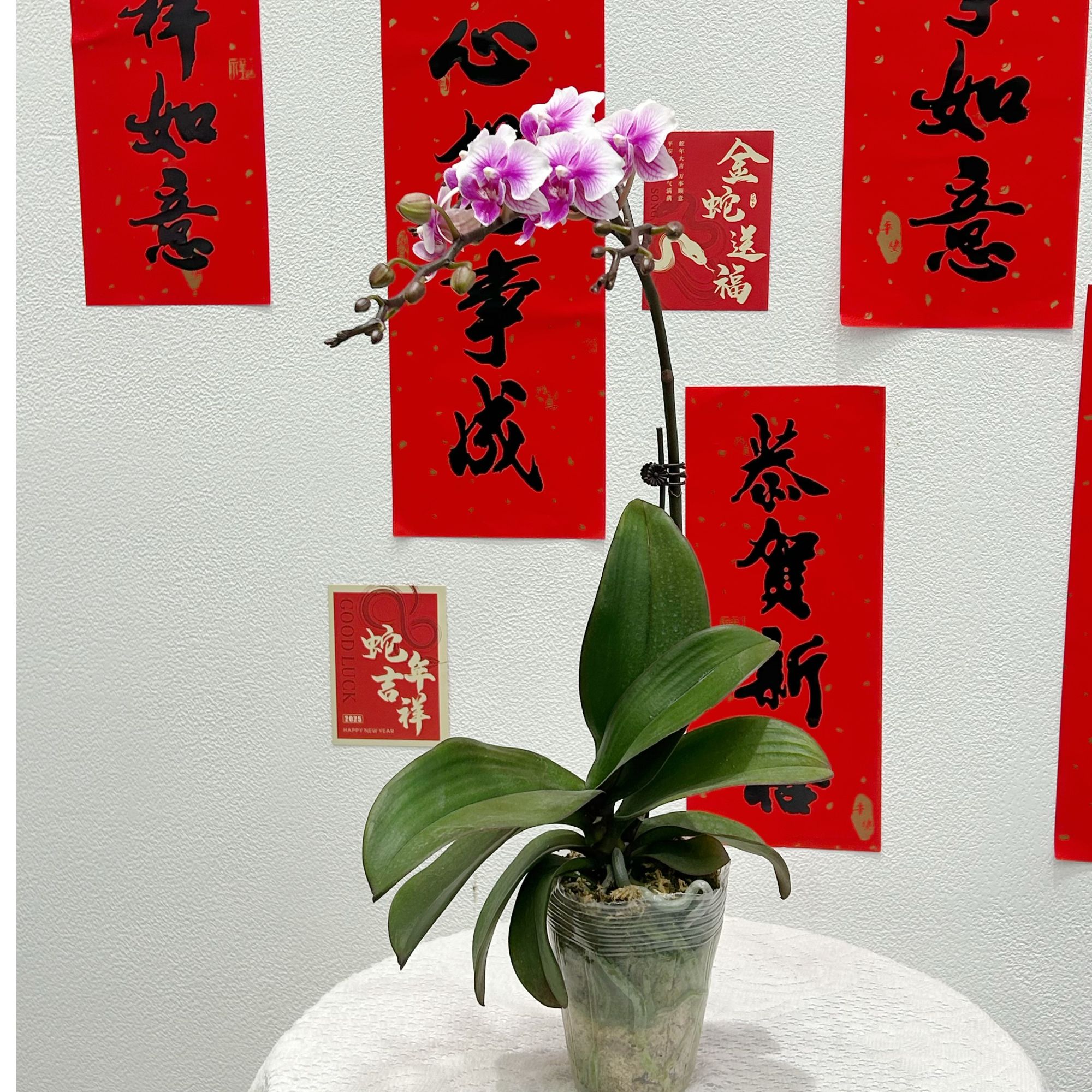 【同城配送 】精选年宵花蝴蝶兰 【可爱多 】3寸