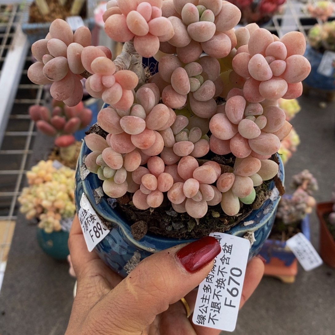 鱼子酱670/10cm多肉