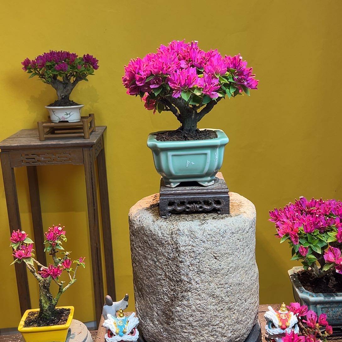 大量花朵（建议范围：8朵-15朵 或40%以上）