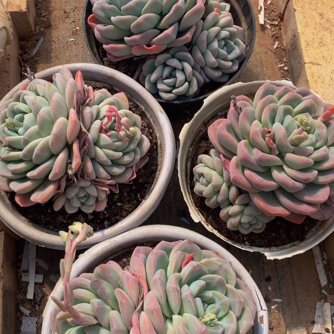 青****头冰玉小群多肉植物