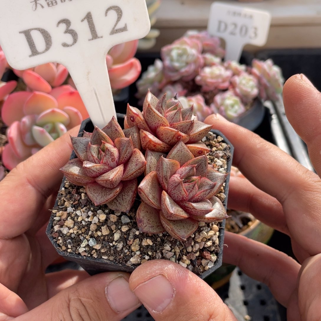 312大和锦不带盆6厘米