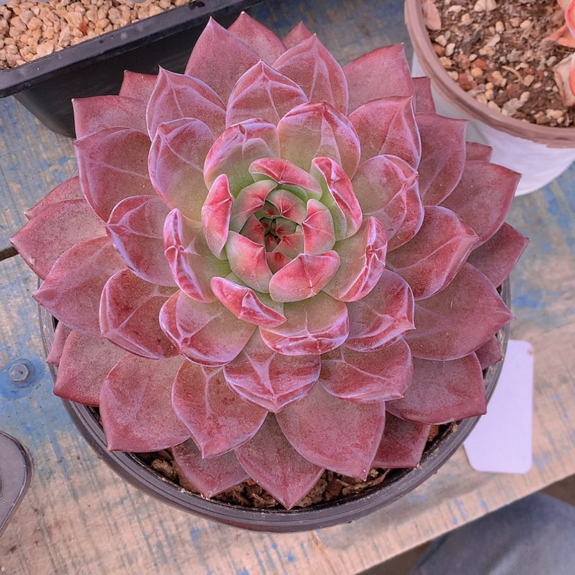 【闪购商品】彩虹夜魔侠