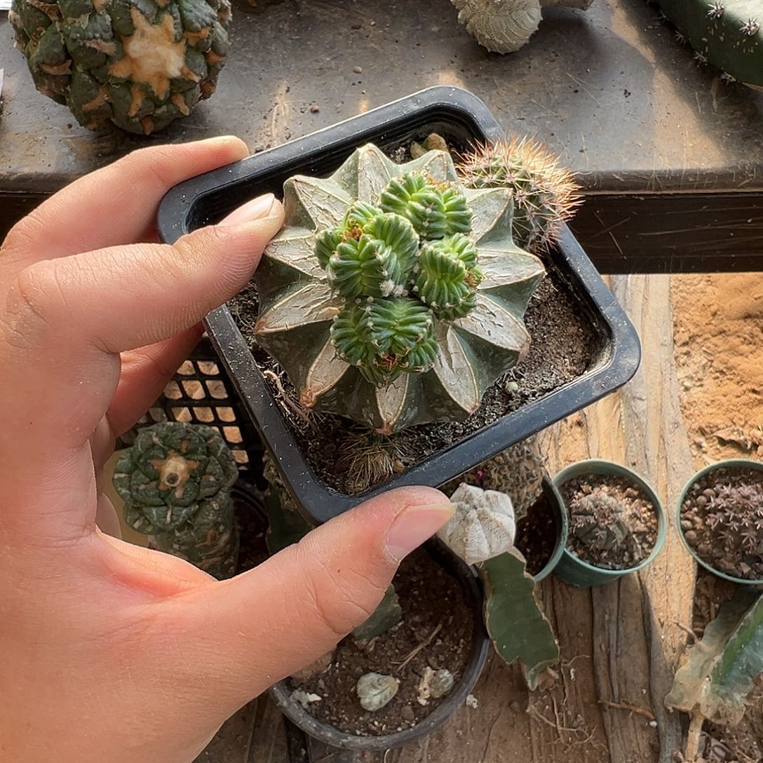 西***系苗接五星花笼仙人球1024