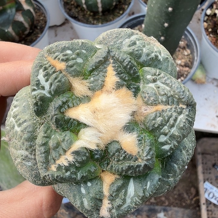 无花朵407金毛大尤龟甲牡丹