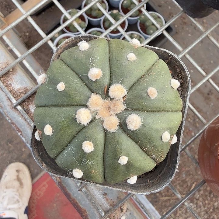 实生大兜单头6仙人球