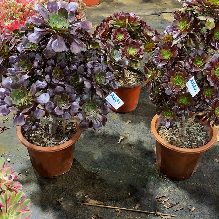 ?****多肉圆叶黑法031小黑豆032