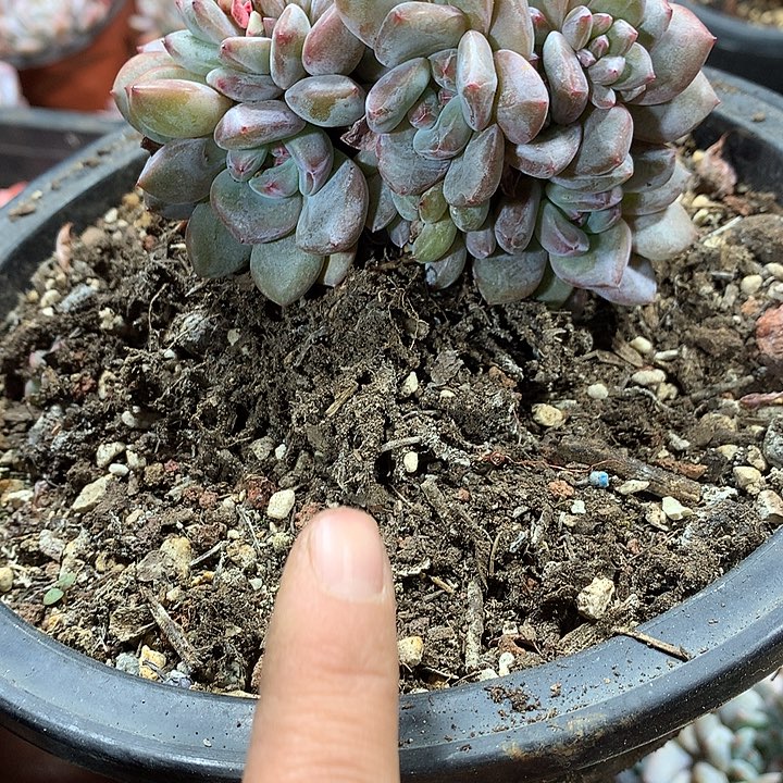 菠萝蜜多肉植物哈哈