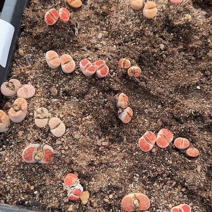 生石花222222。   1