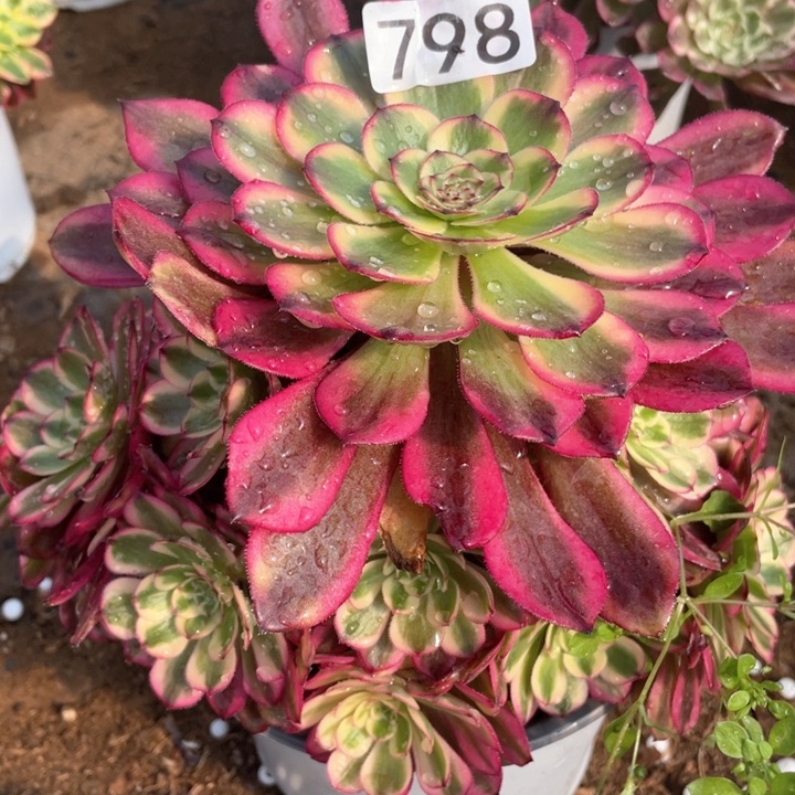 798多肉植物月蝉