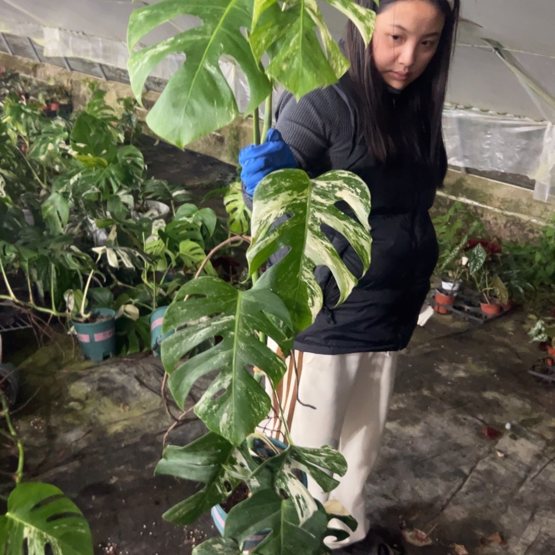 王***锤完全开放一物一拍