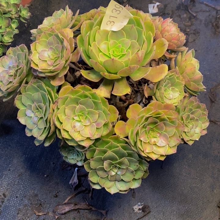 万圣节多肉断头不包3139