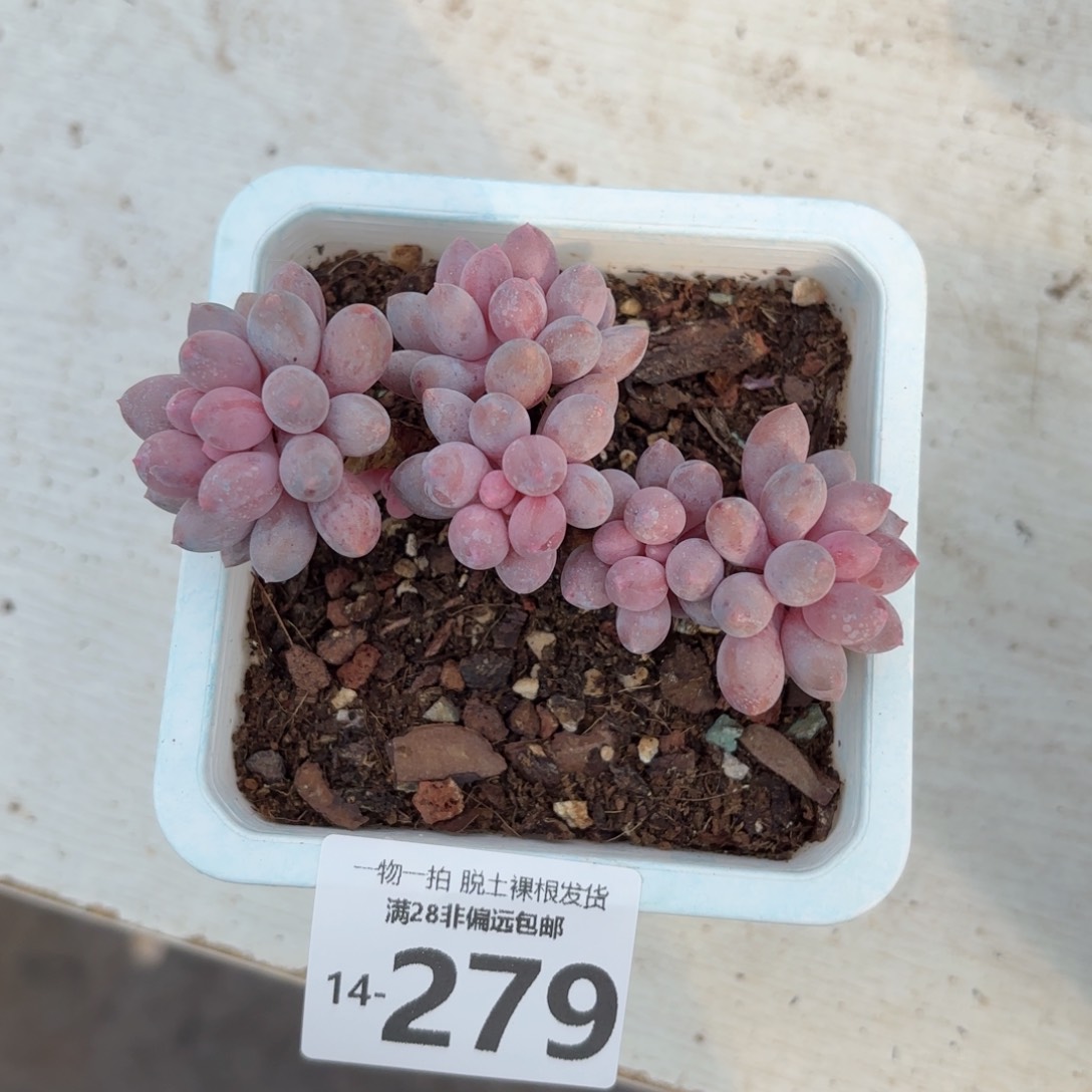 婴儿手指整群老桩