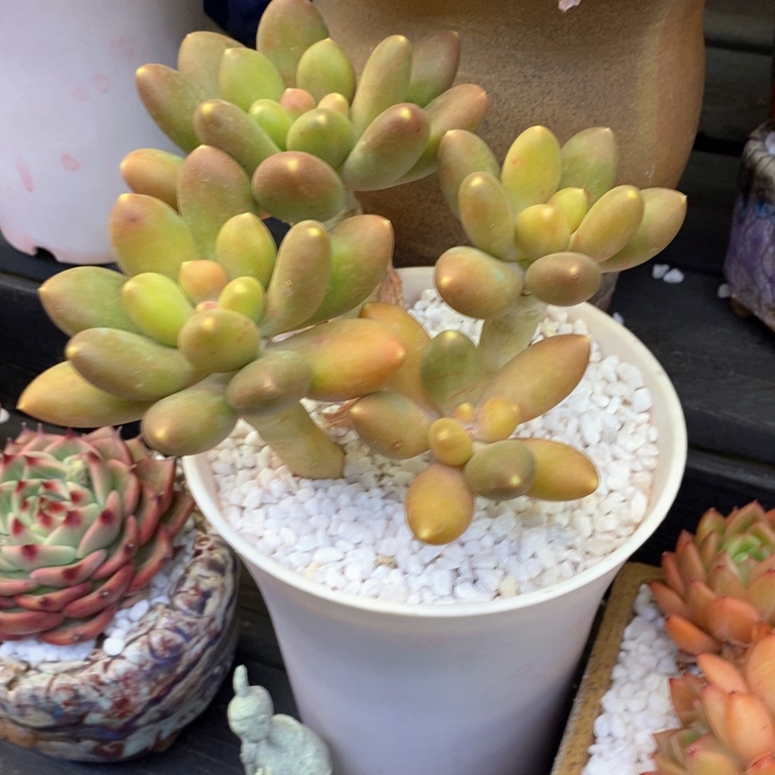 KK美人多肉植物盆栽